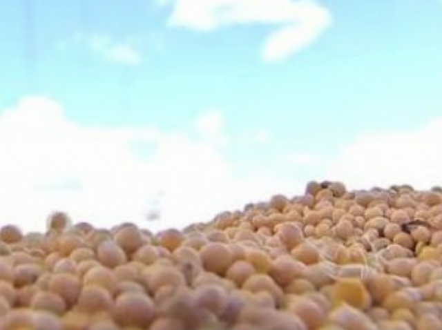 Área cultivada com soja em Mato Grosso do Sul (Foto: Reprodução/TV Morena)
