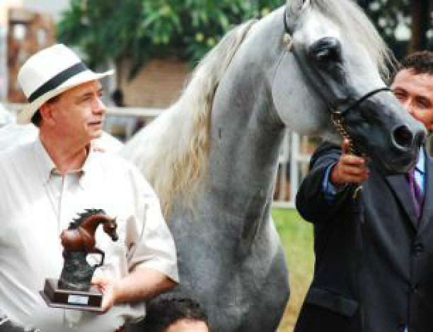 MS é o terceiro maior criador de cavalo árabe do Brasil Laucídio Coelho, presidente da Associação em MS (Foto: Painel Florestal)