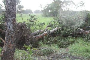 Árvores da espécie jatobás – vegetação nativa -, foram arrancados sem autorização ou licença da Prefeitura. (Foto: Paulo Rezende/Perfil News)