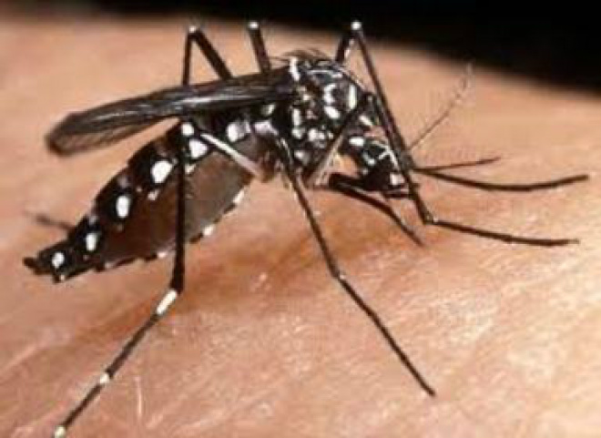 Dengue recua, mas prevenção deve ser mantida todo o ano Nas três primeiras semanas de abril, os casos de dengue começaram a diminuir em todas as regiões do país (Foto: Arquivo)