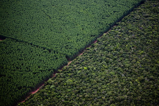 Florestas da Fibria registram mais de 360 espécies de aves em Mato Grosso do Sul A unidade da empresa em Três Lagoas (MS) O monitoramento da biodiversidade é realizado há nove anos nas suas áreas de atuação e já registrou a presença de 46% do total de espécies de aves existentes no estado (Foto: Assessoria)