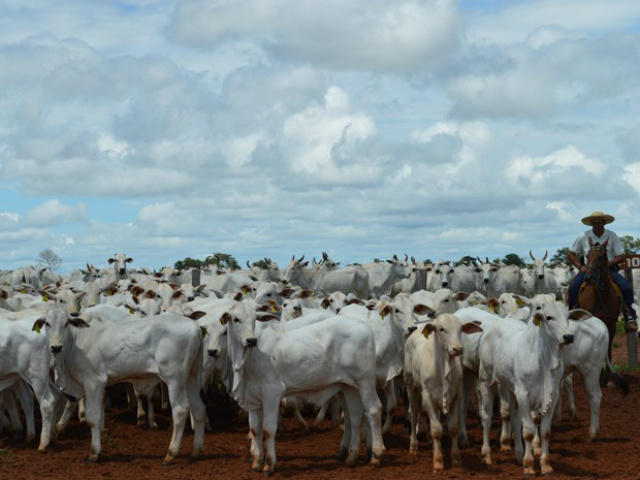 Rebanho bovino de MS encolheu em 2014, mas ainda é o quarto maior do país, segundo o IBGE (Foto:G1)