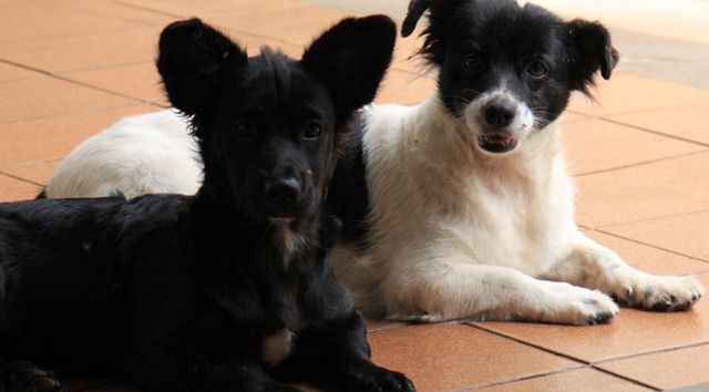 Dezembro vai ser mês de campanha contra abandono de animais Foto: Chico Ribeiro