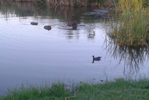 OLHAR CARINHOSO Bando de capivaras e patos selvagens, além das pessoas que caminham pela Lagoa Maior convivem harmoniosamente no mesmo espaço