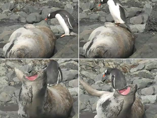 Leão-marinho ficou enfurecido. (Foto: Reprodução)