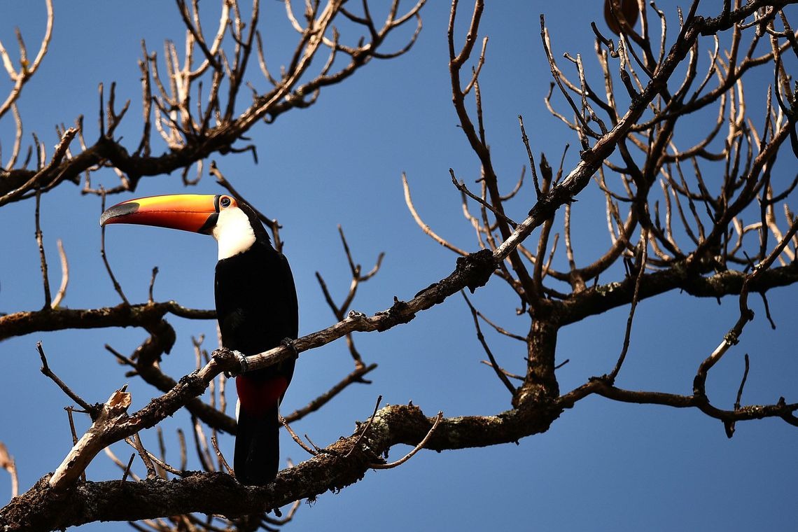 Dia do Cerrado: o bioma tem 5% da biodiversidade do mundo Foto: Andre Borges/Agência Brasília