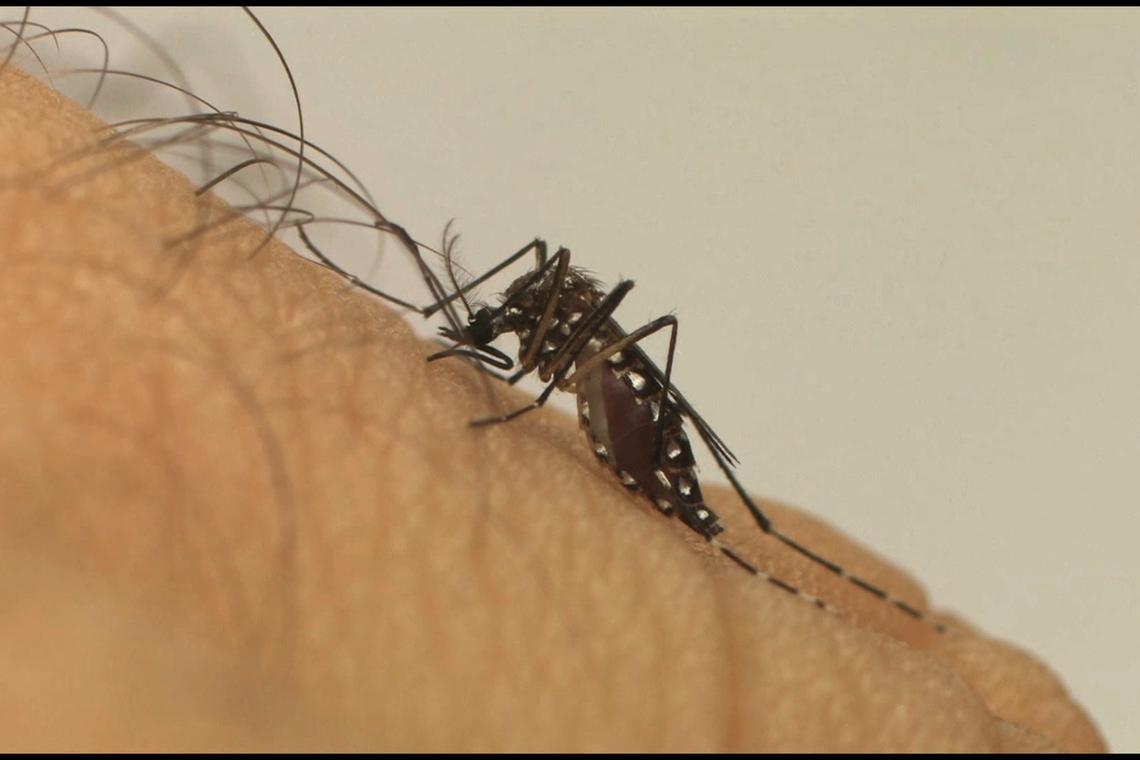 Em um ano, incidência da dengue no país aumenta 600% Divulgação Fiocruz