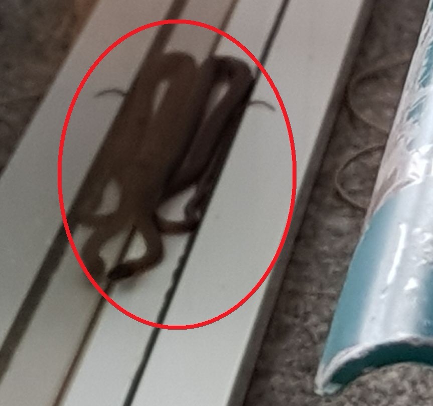 (Foto: Divulgação). 