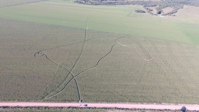 'Nenhum vestígio', diz delegada sobre agrônomo que sumiu depois de deixar sinais em lavoura em MT Imagens feitas com drone mostram sinais em lavoura de milheto (Foto: Divino José/Arquivo pessoal)