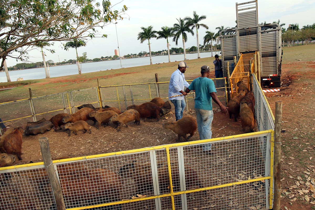 Prefeitura começa a retirar capivaras da Lagoa Maior Grupo de capivaras foi transferido para o Parque do Pombo, onde terão mais comida e segurança. Foto: Divulgação