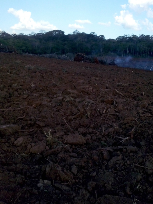 Na fazenda localizada a 75 km da cidade de Bonito, os policiais encontraram 25 árvores da espécie “aroeira” que haviam sido cortadas na fazenda sem autorização (Foto: Divulgação/PMA MS)