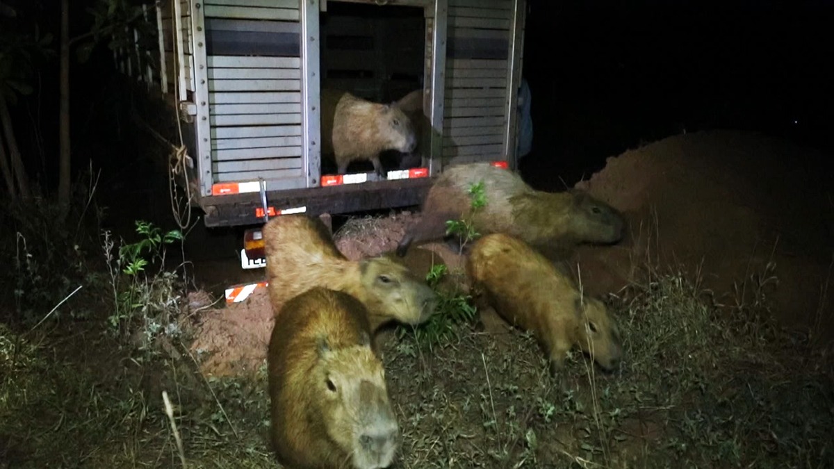 Prefeitura começa a retirar capivaras da Lagoa Maior As capivaras chegam à nova casa. Foto: Divulgação