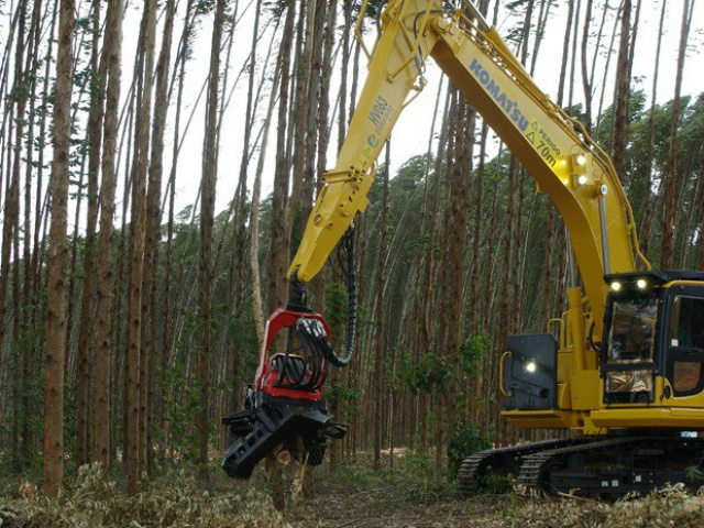 Área plantada com eucalipto chegou a 690 mil hectares em 2013 (Foto: Anderson Viegas/G1 MS)