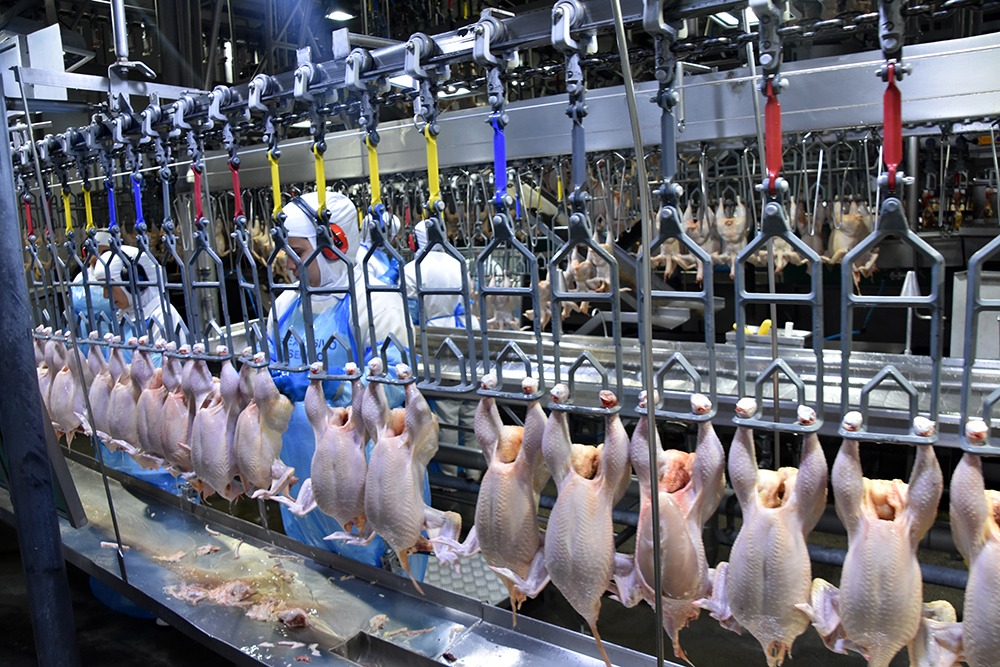 Celulose e carnes de bovinos e aves alavancam exportações de industrializados de MS No grupo “Complexo Frigorífico” a receita conseguida na soma de janeiro a setembro deste ano foi de US$ 686,3 milhões. Foto: Divulgação
