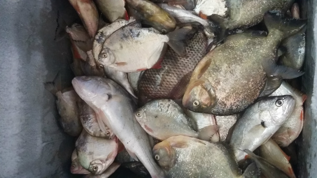 Ao total, 16 kg de pescado foram apreendidos pela PMA. (Foto: PMA)