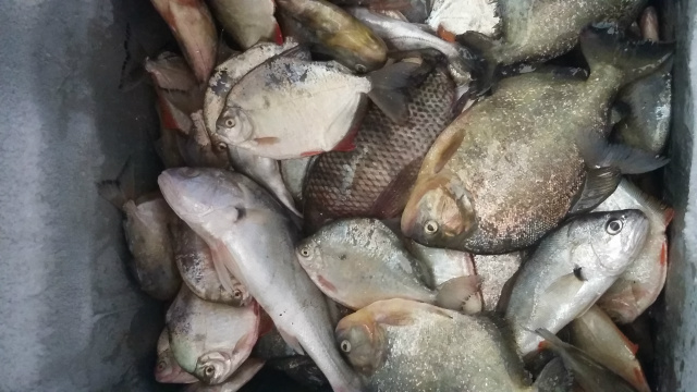 PMA apreende peixes, barco, redes e motor com pescadores Ao total, 16 kg de pescado foram apreendidos pela PMA. (Foto: PMA)