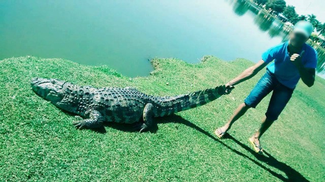 Jacarés serão retirados da Lagoa Maior nesta semana Animais serão retirados após ataques a animais domésticos de porte menor e devido à irresponsabilidade de frequentadores que se aproximam para tirar fotos e provocar os animais. Foto: Reprodução Facebook.