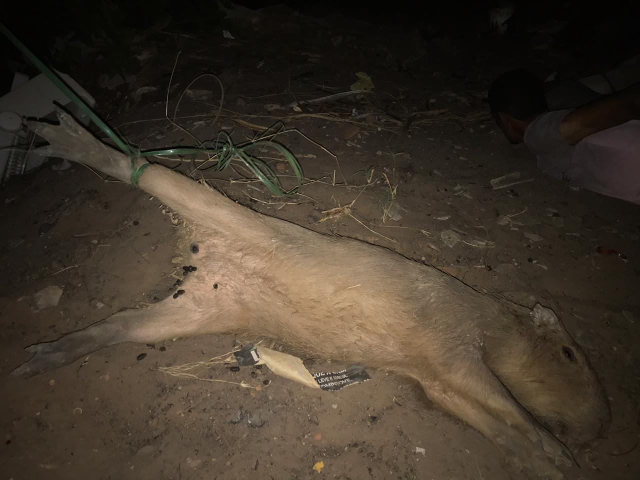 Homem tenta matar capivara a pauladas e é preso em Três Lagoas Foto: Divulgação PMA
