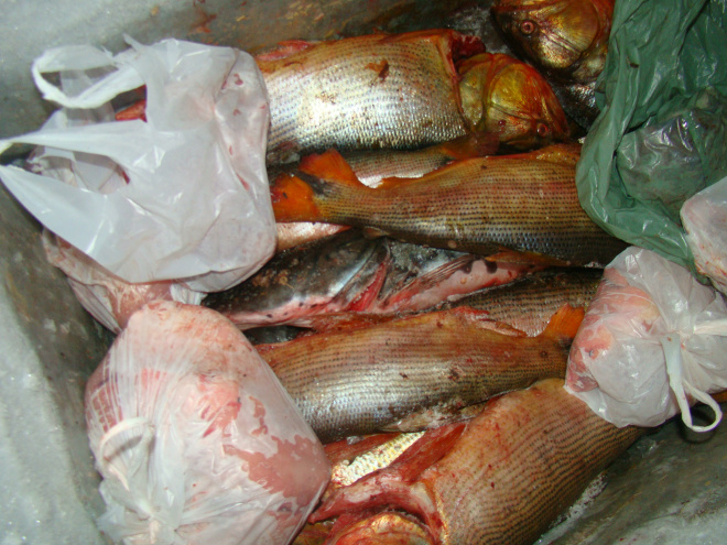 PMA prende assentado com 52 kg de pescado ilegal em Corumbá Vários exemplares estavam fora da medida permitida pela legislação e acima da cota permitida (Foto: Divulgação/Assecom)