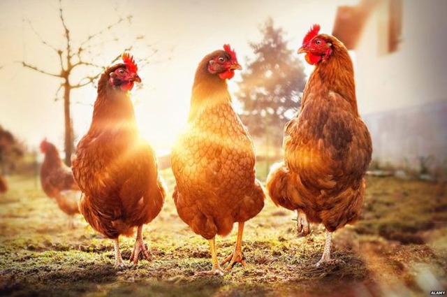 O frigorífico que produz carne de frango sem matar uma ave Bilhões de animais são abatidos anualmente para alimentar a população