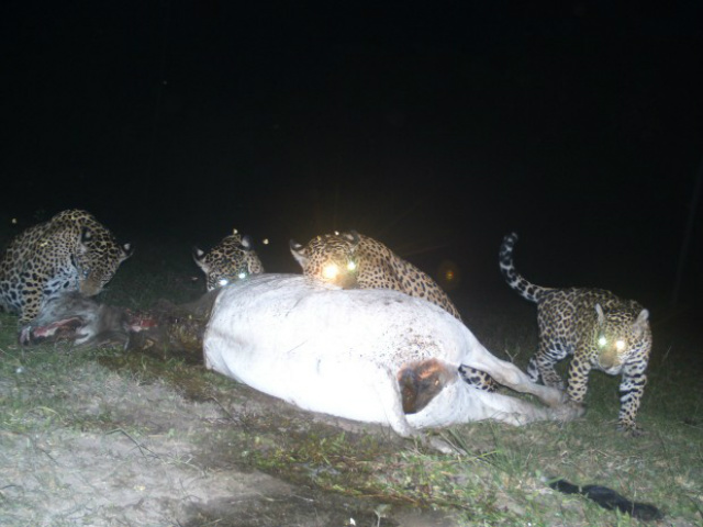 Onças-pintadas são flagradas a 1 km de sede de pousada no Pantanal (Fotos: Divulgação Pousada Aguapé)
