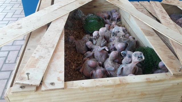 Traficante de aves é preso e multado em R$ 750 mil em Bataguassu Filhotinhos estavam presos em caixas de madeira e seriam vendidos por R$ 100 cada em São Paulo. Foto: Divulgação PMA