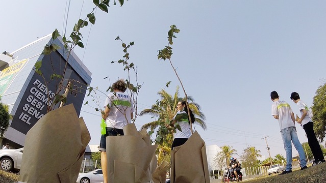 Na Semana da Árvore, Fiems vai distribuir 5,2 mil mudas de ipês Em Três Lagoas distribuição acontecerá na Orla da Lagoa Maior na próxima quinta-feira. Foto: Divulgação