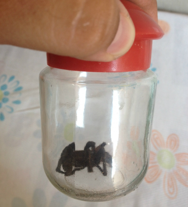 Cobras, aranhas e escorpiões põem em risco saúde de moradores do Nova Europa Um dos moradores capturou uma aranha, que adentrou à sua residência. (Foto: Paulo Henrique)