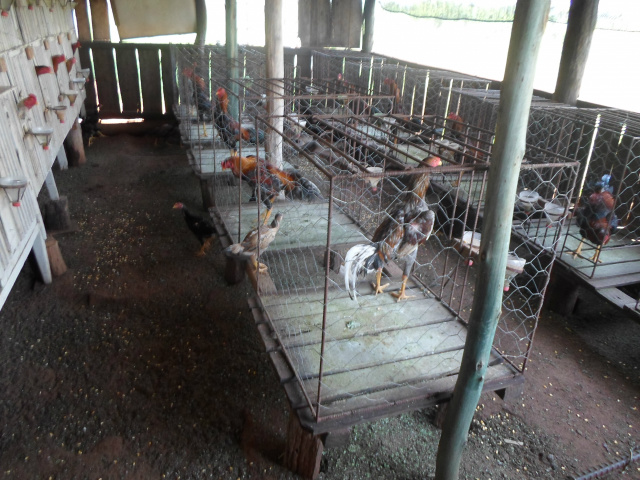 PMA autua em R$ 38 mil fazendeiro criador de galos de briga que sofriam maus-tratos Foram apreendidos 76 galos de briga na propriedade (Foto:Assessoria PMA)