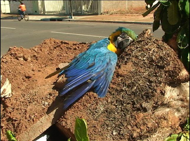 Arara estava dentro de uma caçamba na rua Elvírio Mário Mancini
Foto: Maycon Almeida