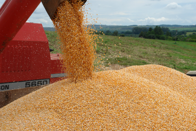 Produtores de MS já colheram 72,2% da área de milho safrinha Conforme o Siga, o trabalho segue mais acelerado no centro-norte do estado, onde a média de áreas colhidas é de 75,4% (Foto: Arquivo)