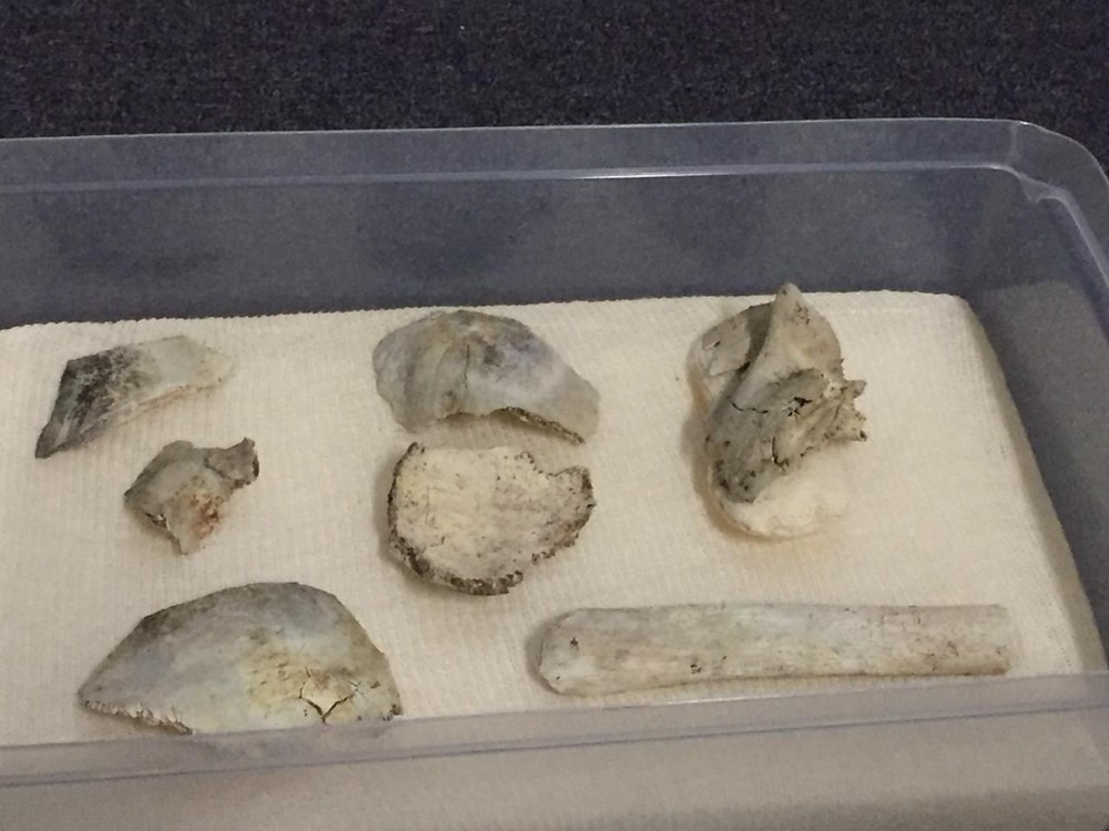 Crânio de Luzia é encontrado nos escombros do Museu Nacional, dizem pesquisadores Partes do crânio do fóssil foram apresentadas pelo Museu Nacional nesta sexta-feira — Foto: Patrícia Teixeira/G1