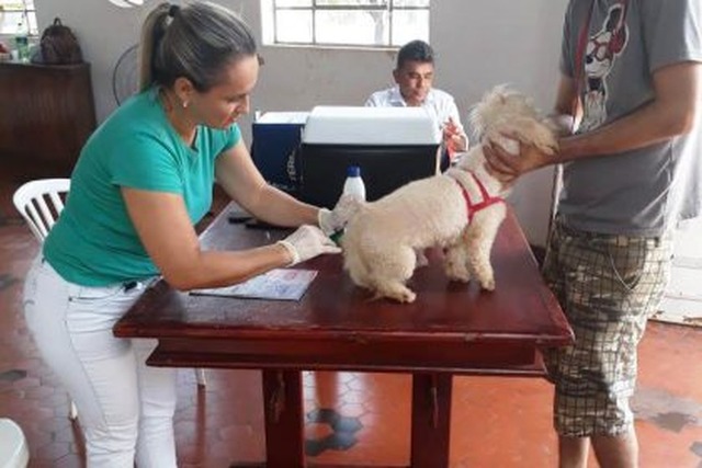 Saúde de Três Lagoas vacina 172 cães e 42 gatos em mais um dia de campanha antirrábica Saúde deu nova oportunidade aos donos de cães e gatos de vacinarem seus animaizinhos contra a raiva (Foto/Assessoria)