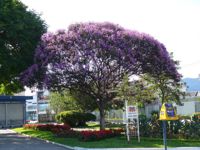 Meio Ambiente manda trocar árvores da praça Ramez Tebet, no centro de Três Lagoas As quaresmeiras também são belíssimas e mais encopadas, fazendo muito mais sombra e praças públicas (Foto: Google)