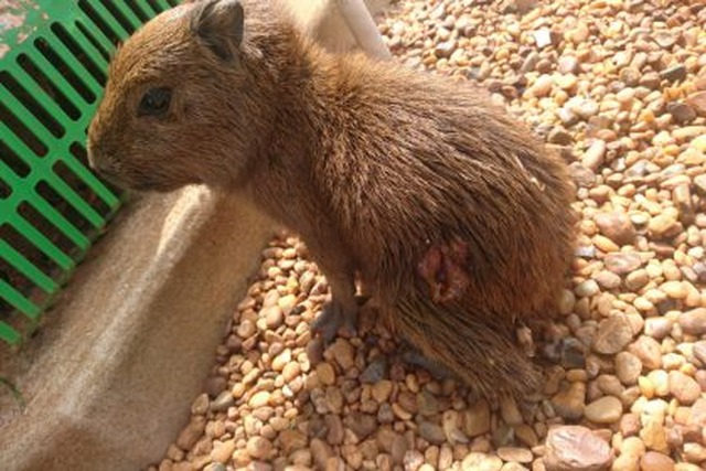 Conscientização da população com animais da Lagoa Maior tem ajudado o trabalho da SEMEA