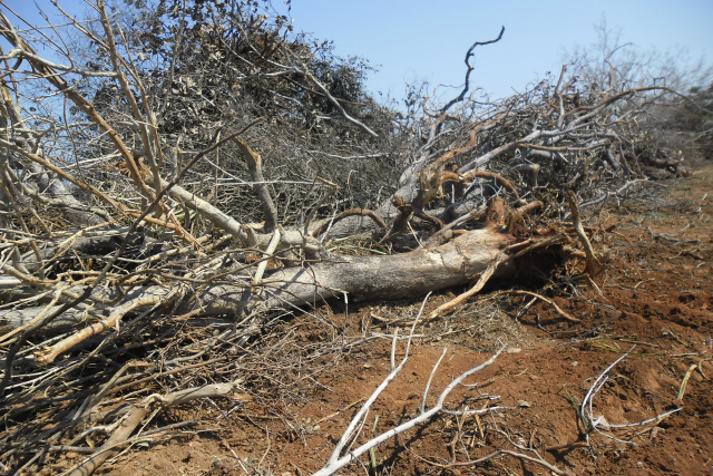 Dentre a vegetação derrubada, havia 60 árvores da espécie aroeira, que tem seu corte proibido, inclusive, em desmatamentos legalizados (Foto: Divulgação/Assecom)