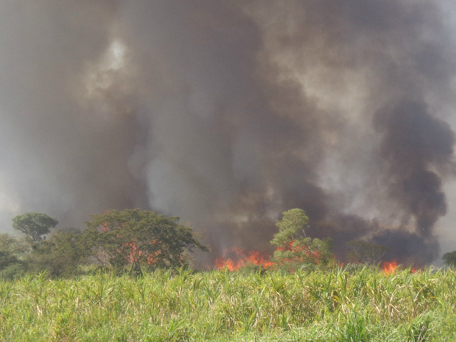 PMA autua usina sulcroalcooleira em R$ 400 mil por incêndio em cana sem autorização A empresa foi autuada administrativamente e multada em R$ 400.000,00 (Foto: Divulgação/Assecom)