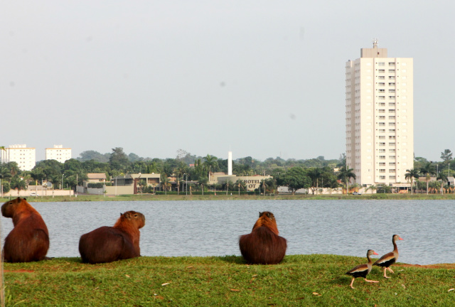 Animais flagrados na Lagoa Maior pela reportagem do Perfil News na manhã de hoje (24). (Fotos: Lucas Gustavo).