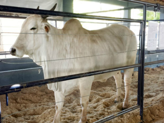 Vaca Descoberta, da Embrapa Gado de Corte, foi premiada na Expogenética em Minas Gerais (Foto: Divulgação/Embrapa Gado de Corte)
