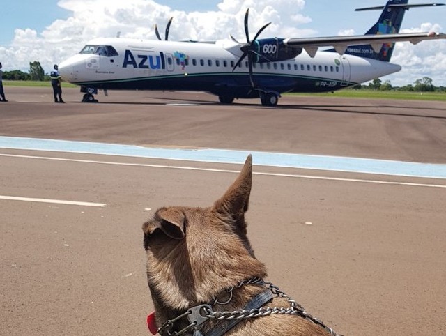 Cães farejadores auxiliam Polícia Federal nas ações de combate as drogas Mato Grosso do Sul por ser rota do tráfico de drogas, a utilização de cães principalmente em aeroportos é essencial para combater o crime. (Foto: Ricardo Ojeda)
