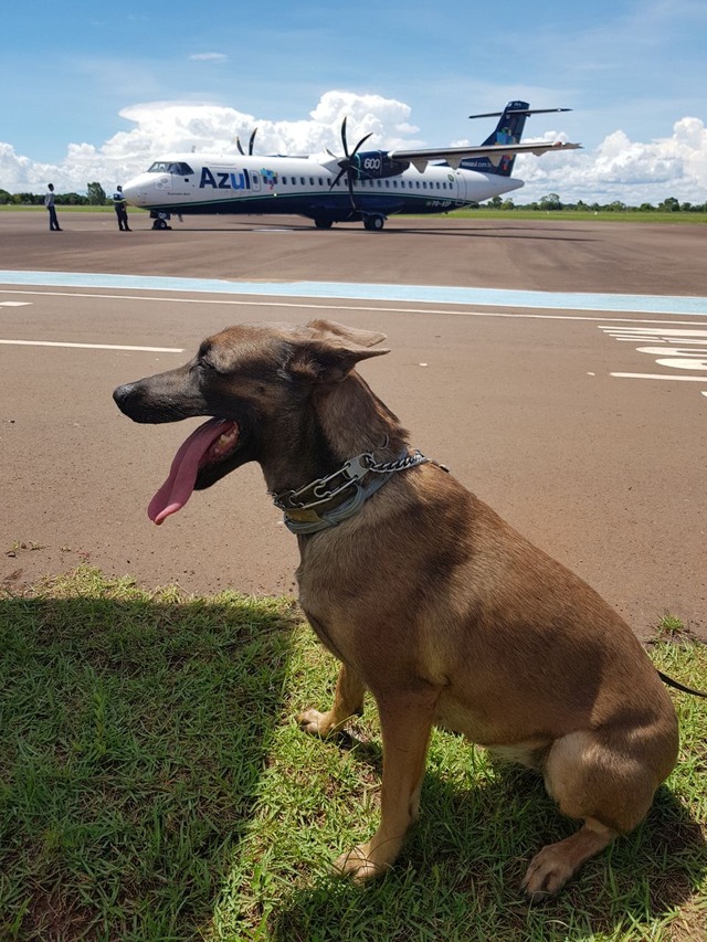Cães farejadores auxiliam Polícia Federal nas ações de combate as drogas Para um animal ficar completamente apto, leva cerca de um ano de treinamento. (Foto: Ricardo Ojeda)