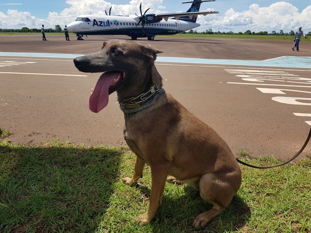 Cães farejadores auxiliam Polícia Federal nas ações de combate as drogas Por terem olfato aguçado e bastante preciso, os cães são usados como auxiliares, recebendo um treinamento bastante específico que ajuda a desenvolver ainda mais as suas habilidades olfativas. (Foto: Ricardo/Ojeda)