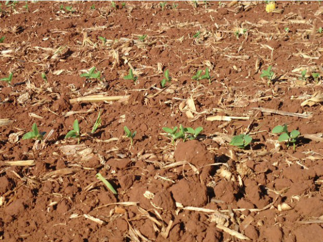 Produtores aceleram plantio de soja em MS Plantio da soja em Mato Grosso do Sul está sendo acelerado (Foto: Arquivo/Diego Silva/Aprosoja/MS)