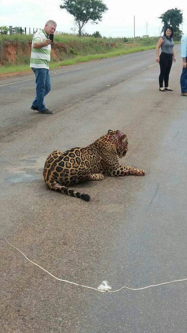 Animal foi atingido por Gol vermelho. - Foto: Divulgação