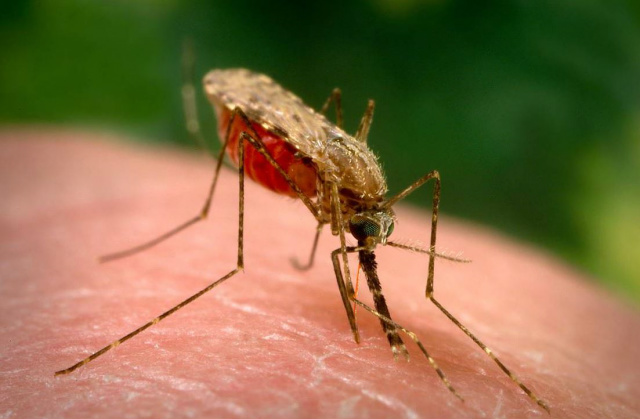 Mosquito da dengue pode transmitir o novo vírus de origem africana ''nyong-nyong' Principal transmissor do vírus é o mosquito anopheles gambiae, o mesmo transmissor da malária (Foto:Reprodução)