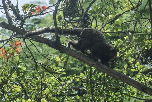 Descoberta de vírus da zika em macaco sugere ciclo silvestre da doença Segundo pesquisadores, o vírus da zika apareceu originalmente em macacos na África e, esporadicamente, saía das florestas e infectava populações humanas - Arquivo/Fábio Massalli/Agência Brasil