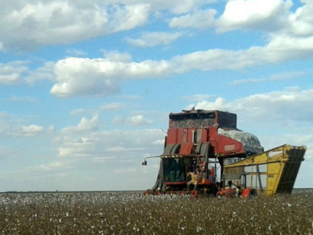 Colheita do algodão safra entra na reta final em Mato Grosso do Sul Em Chapadão do Sul cerca de 90% das áreas já foram colhidas (Foto: Flávia Galdiole/TV Morena)