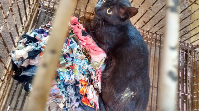 PMA prende estudante de 26 anos por maus-tratos ao atirar em um gato Gato foi encaminhado a um médico veterinário que se voluntariou a cuidar do animal (Foto:Assessoria)