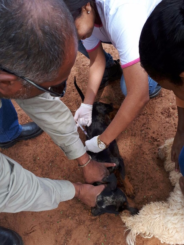 Imunização contra a raiva continua em Brasilândia A vacinação é destinada a todos os animais a partir dos quatro meses de idade exceto os doentes (Foto/Assessoria)