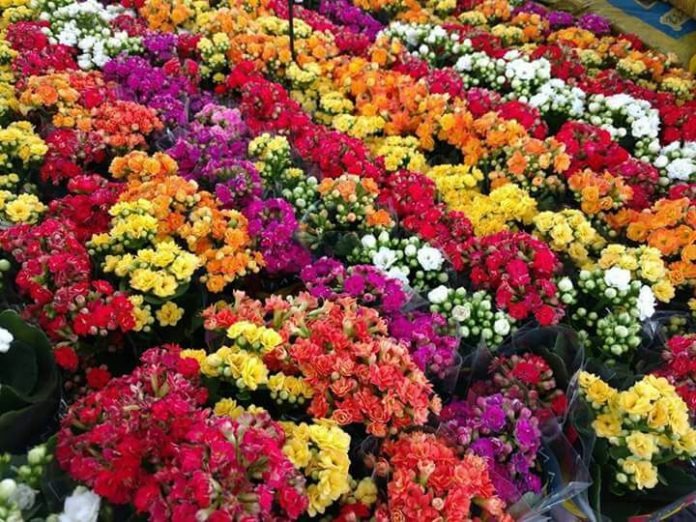 Ilha Solteira tem feira de flores de Holambra até domingo Foto ilustrativa